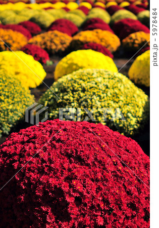 ざる菊 ざる菊 5978484