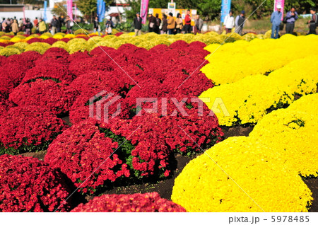 ざる菊 ざる菊 5978485