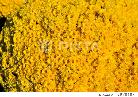 ざる菊 ざる菊 5978487