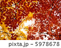 紅葉 5978678