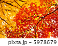 紅葉 5978679