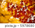 紅葉 5978680