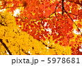 紅葉 5978681
