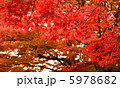 紅葉 5978682