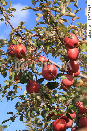 ふじリンゴ 5978998