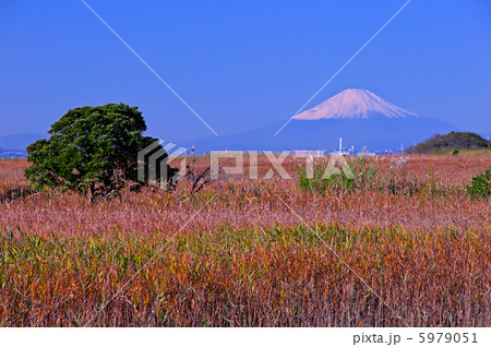 千葉県の富士山のある風景 木更津市 葦 あし の原野の紅葉と富士山 の写真素材