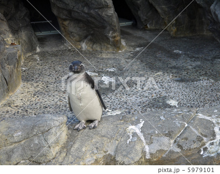 こっちを見るマゼランペンギン 5979101