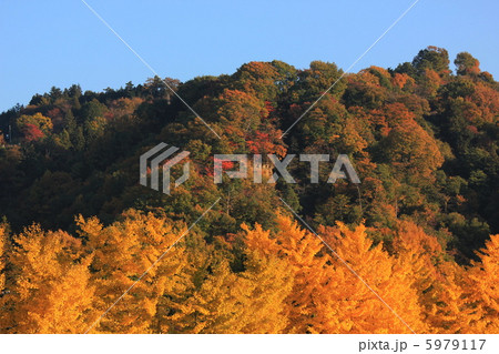 渡場のイチョウと松川町生田部奈の山 紅葉 渡場のイチョウと松川町生田部奈の山 紅葉 5979117
