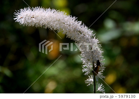 山野草　サラシナショウマ 5979130
