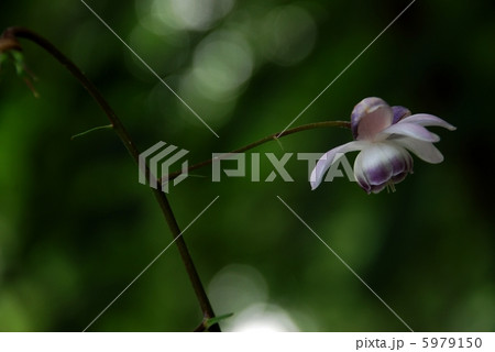 山野草 レンゲショウマ 山野草 レンゲショウマ 5979150