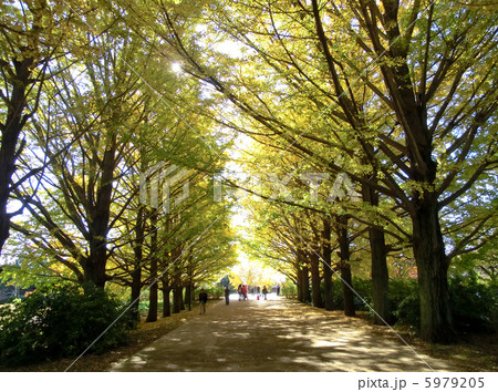 昭和記念公園の銀杏並木 5979205