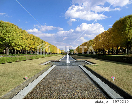 昭和記念公園の銀杏並木 5979219