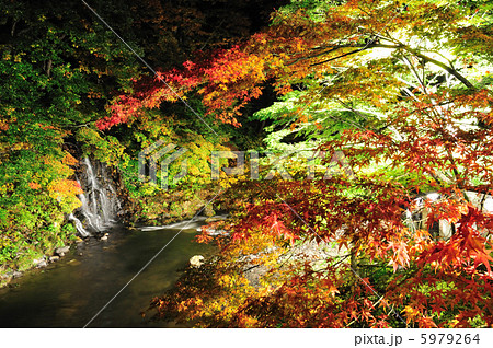 中野もみじ山 5979264