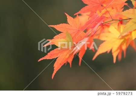 八塔寺川の紅葉4 八塔寺川の紅葉4 5979273