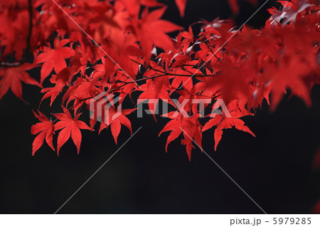 八塔寺川の紅葉12 5979285