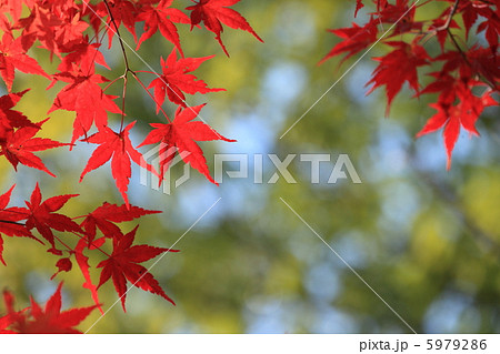 八塔寺川の紅葉13 5979286