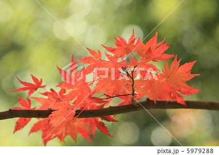 八塔寺川の紅葉15 5979288