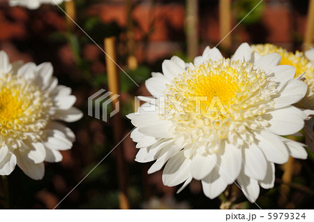 丁子菊　白 5979324