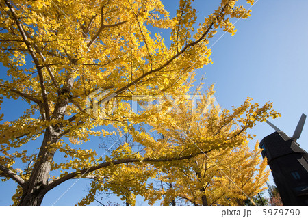 紅葉 5979790