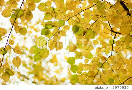 Yellow leaves Yellow leaves 5979936