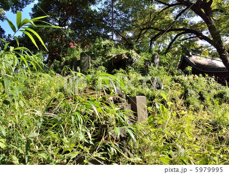 小野照崎神社の富士塚 小野照崎神社の富士塚 5979995