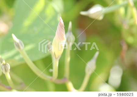 アサガオの蕾 5980025