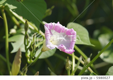 萎んだアサガオ 5980027