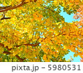 黄色い空 5980531