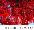 赤く染まる 5980532
