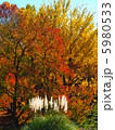 紅葉とすすき 5980533