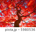 紅葉満開 5980536