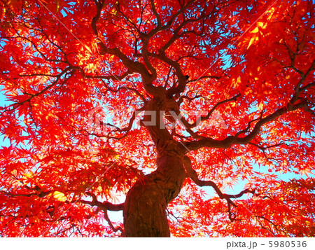 紅葉満開 紅葉満開 5980536