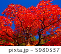 紅葉と青空 5980537