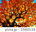 かりんの紅葉 5980538