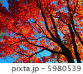 紅葉 5980539