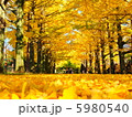 銀杏並木 5980540
