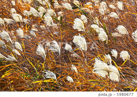 風になびくススキ（さくら草公園／埼玉県さいたま市桜区） 5980677