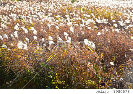 風になびくススキ（さくら草公園／埼玉県さいたま市桜区） 5980678
