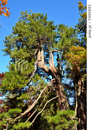 武蔵野散歩 樹齢五百年の高野槇 平林寺の写真素材