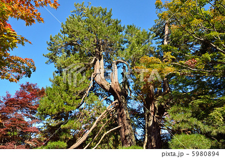 武蔵野散歩・樹齢五百年の高野槇・平林寺 5980894
