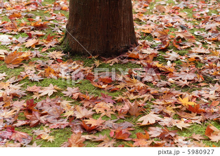 もみじ 5980927
