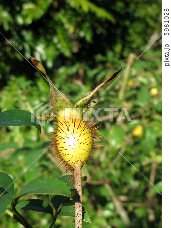 ナニワイバラの幼果 5981023