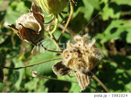 フヨウの果実（さく果） 5981024