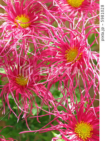 古典菊（伊勢菊） 5981028