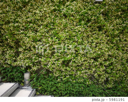 平家蔓のはな 5981191