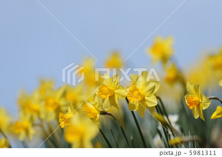 スイセンの花 5981311