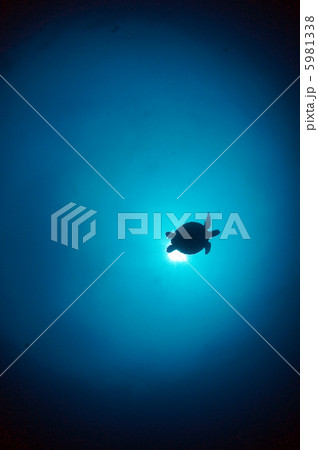 ウミガメ 5981338