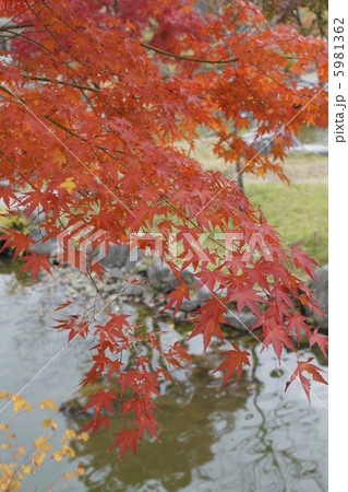 モミジ 紅葉 モミジ 紅葉 5981362