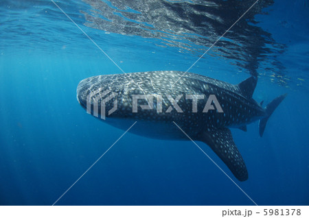 ジンベイザメ ジンベイザメ 5981378