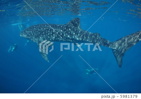 ジンベイザメ 5981379